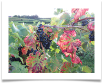Worcs Winetime - Jenny Pearce